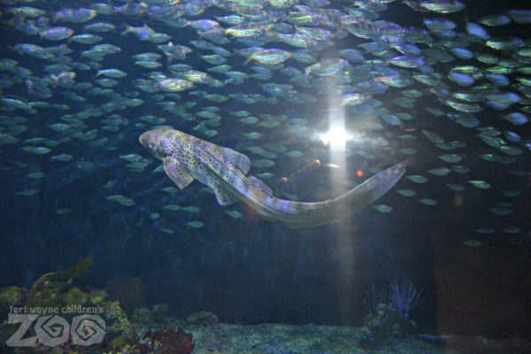 Zebra Shark, Fort Wayne Children's Zoo