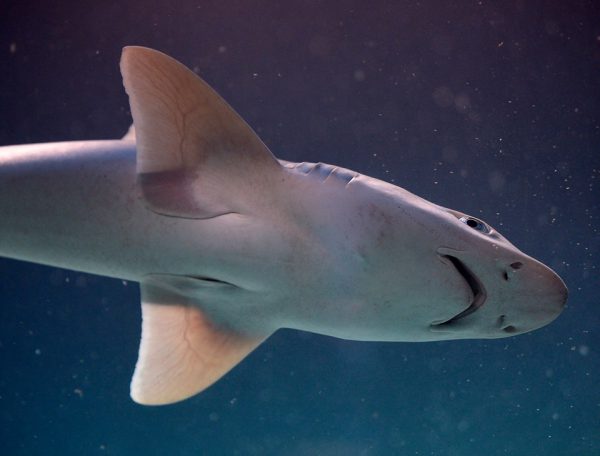 Dogfish shark, Indianapolis Zoo