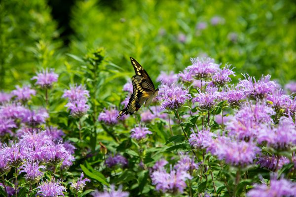 Potato Creek State Park