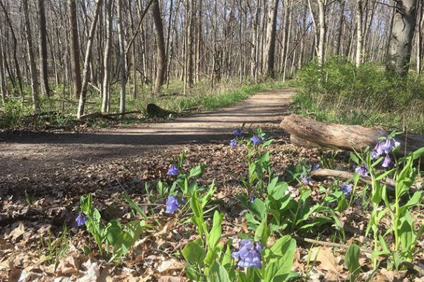 Best Indiana Hiking Trails, Blue Trail/Edesess Trail