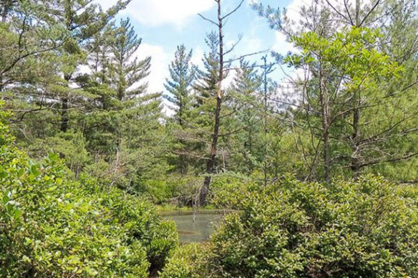 Best Indiana Hiking Trails, Pinhook Bog