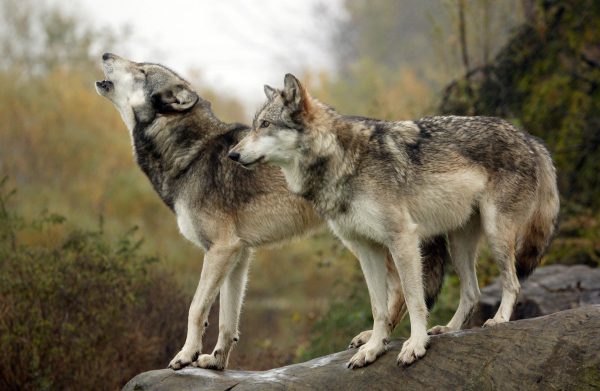 Wolf Park, Mackey Arena