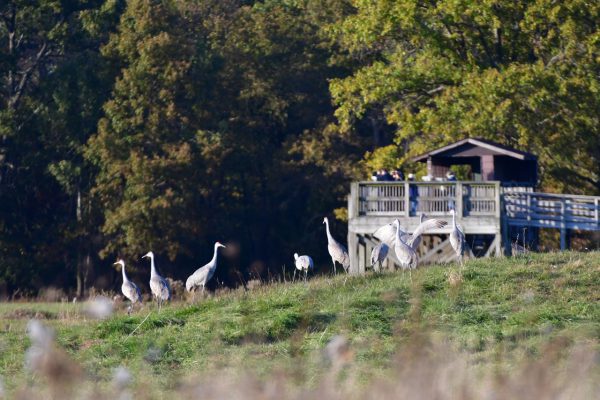 Jasper Pulaski Sandhill Cranes, Indiana Birding