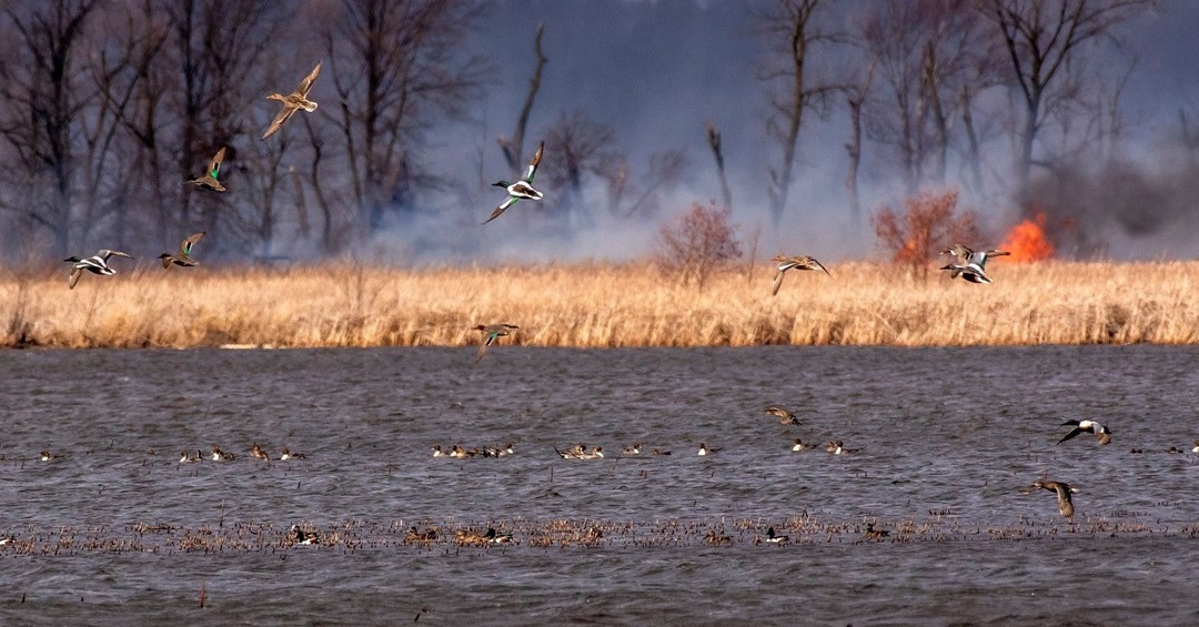 Eagle Creek Park-Marina- Birding & Birdwatching Opportunities –  Indianabirdingtrail