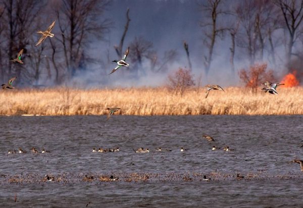 Waterfowl at Willow Slough Fish & Wildlife, Indiana Birding