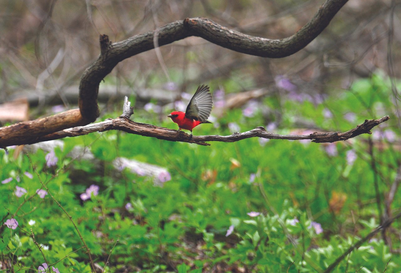 Eagle Creek Park-Marina- Birding & Birdwatching Opportunities –  Indianabirdingtrail