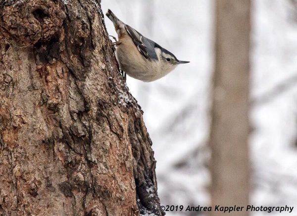 Wesselman Woods Nature Preserve Birding, Indiana Birding