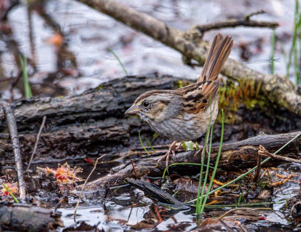 Patoka River National Wildlife Refuge, Indiana Birding