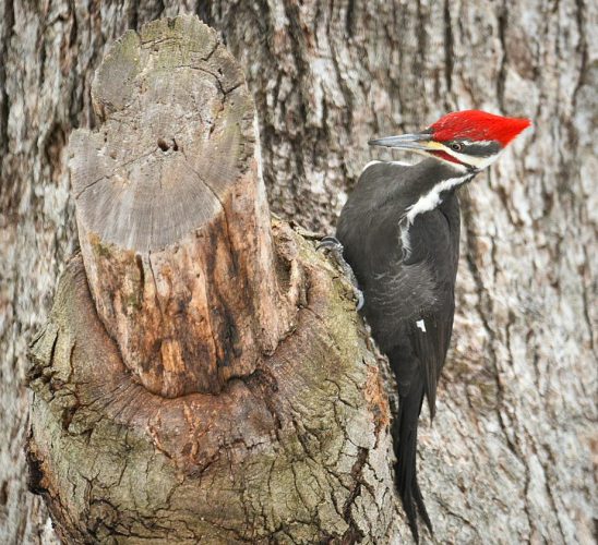 Pileated Woodpecker at Brown County State Park, Indiana Birding