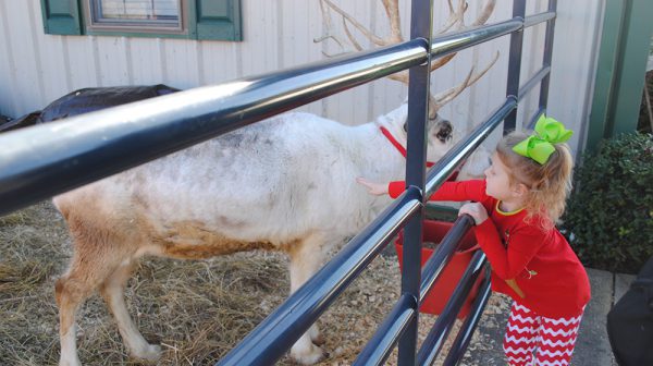 reindeer