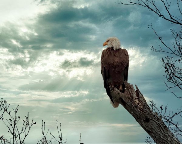 bald eagle