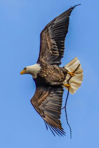 bald eagle