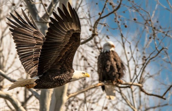 bald eagles