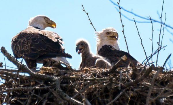 eagle nest