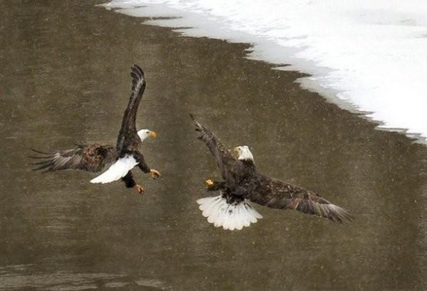 eagles