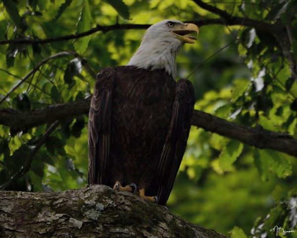 bald eagle