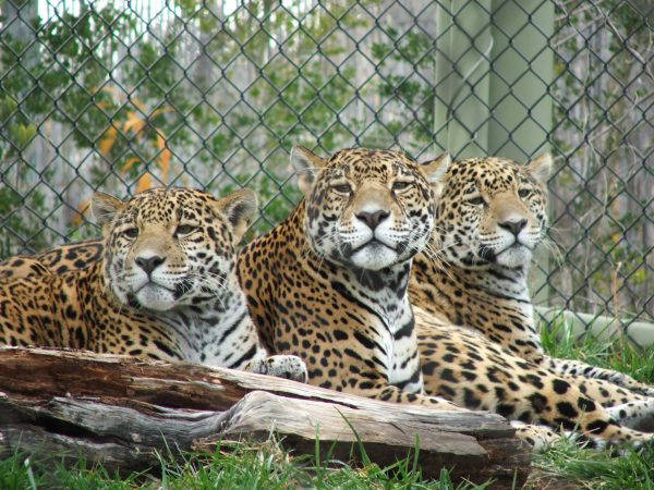 Mesker Park Zoo and Botanic Garden, Ford Center