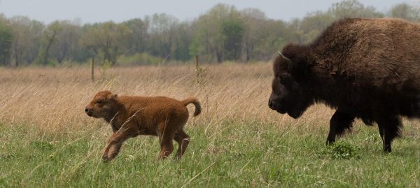 wild bison at Kankakee Sands