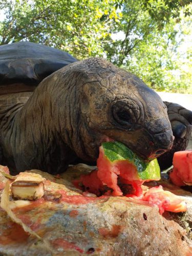 tortoise eating watermelon, Fort Wayne Children's Zoo