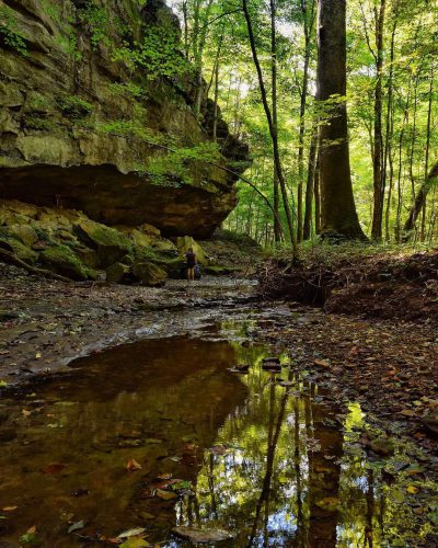 Yellow Birch Ravine, Hoosier National Forest