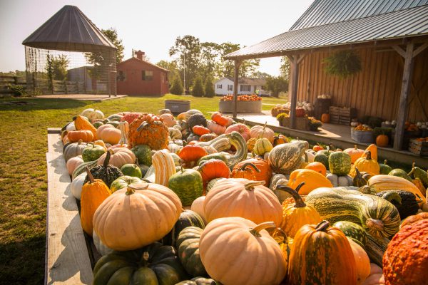 Fowler Pumpkin Patch, Halloween Events in Bloomington