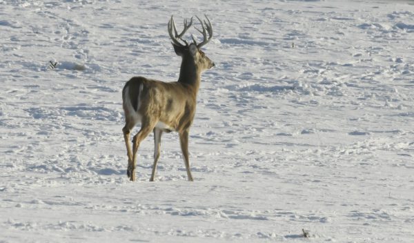 Winter Beauty