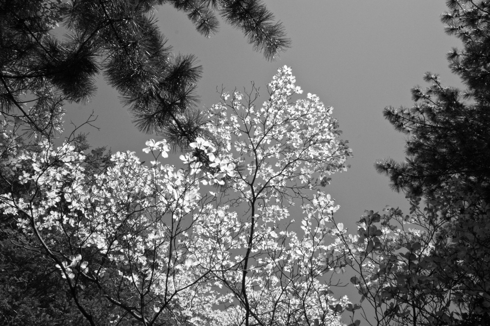 Indiana Dunes Brincks Cross 58033