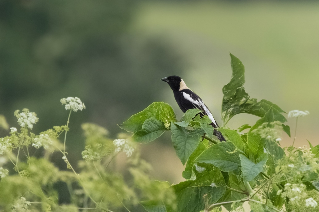 Perched Male Bobolink