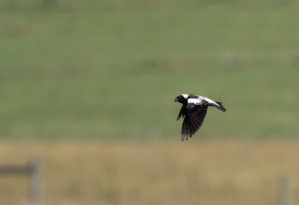 Flying Bobolink