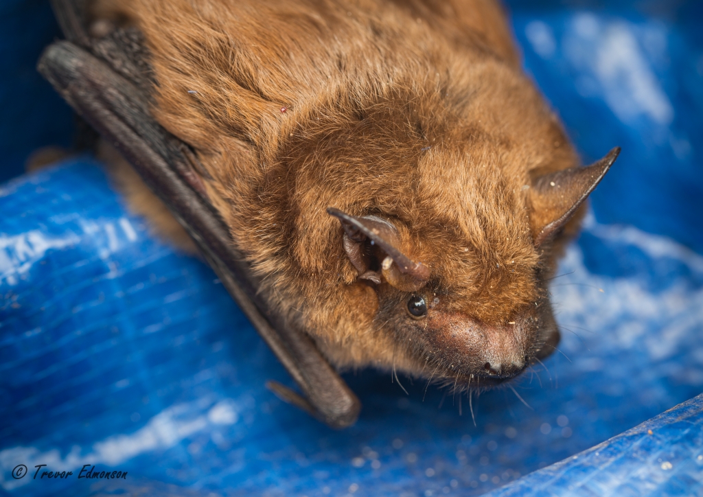 Big brown bat roosting