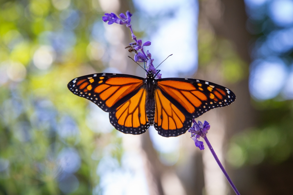 Male monarch in my garden (C Livingston)