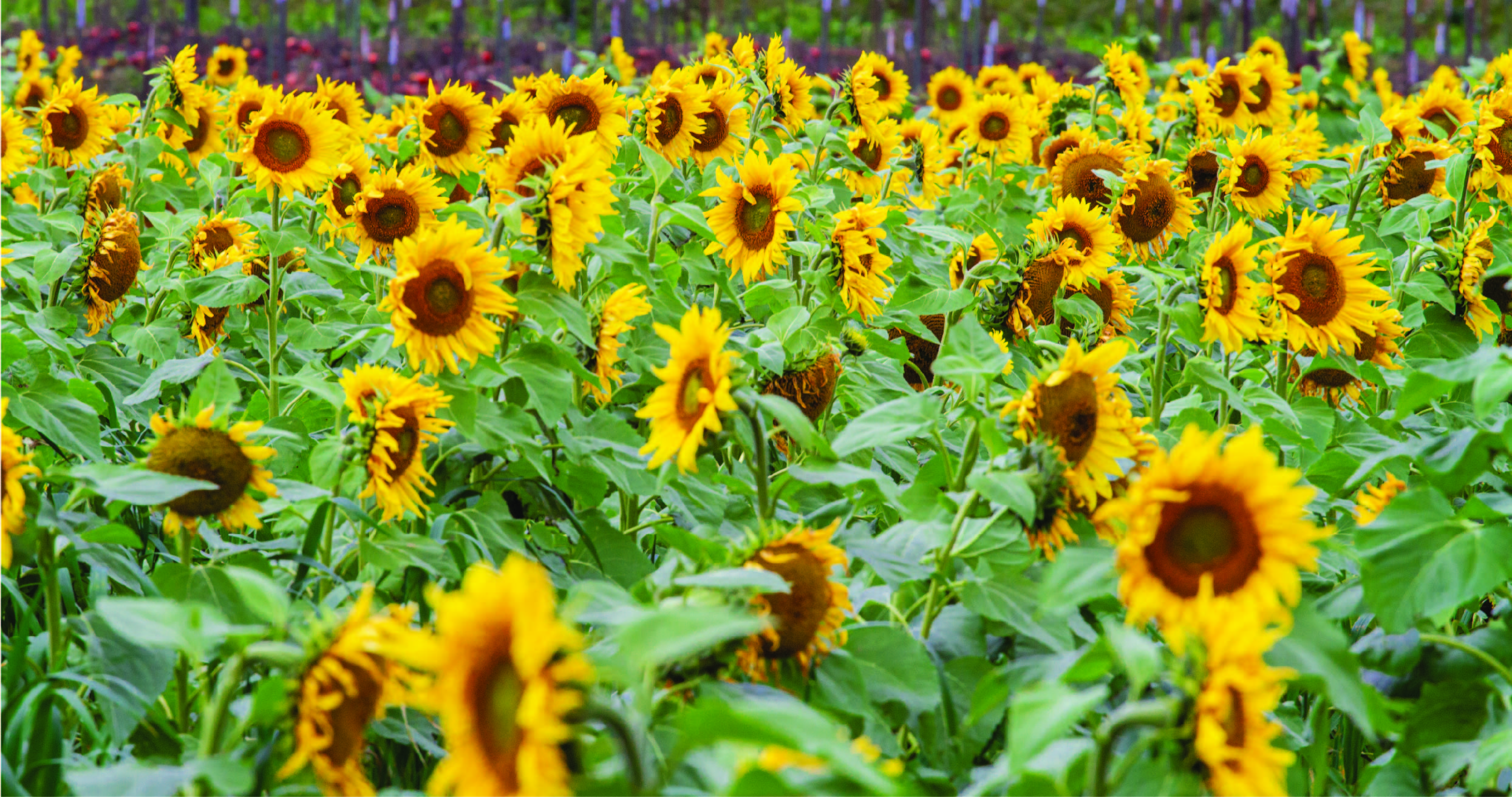 SunflowerField.jpg