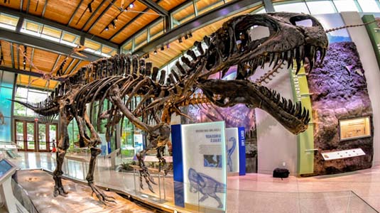 Assembled dinosaur skeleton