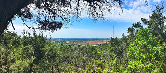 Trees at Eisenhower Park