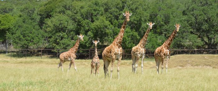Natural Bridge Wildlife Ranch