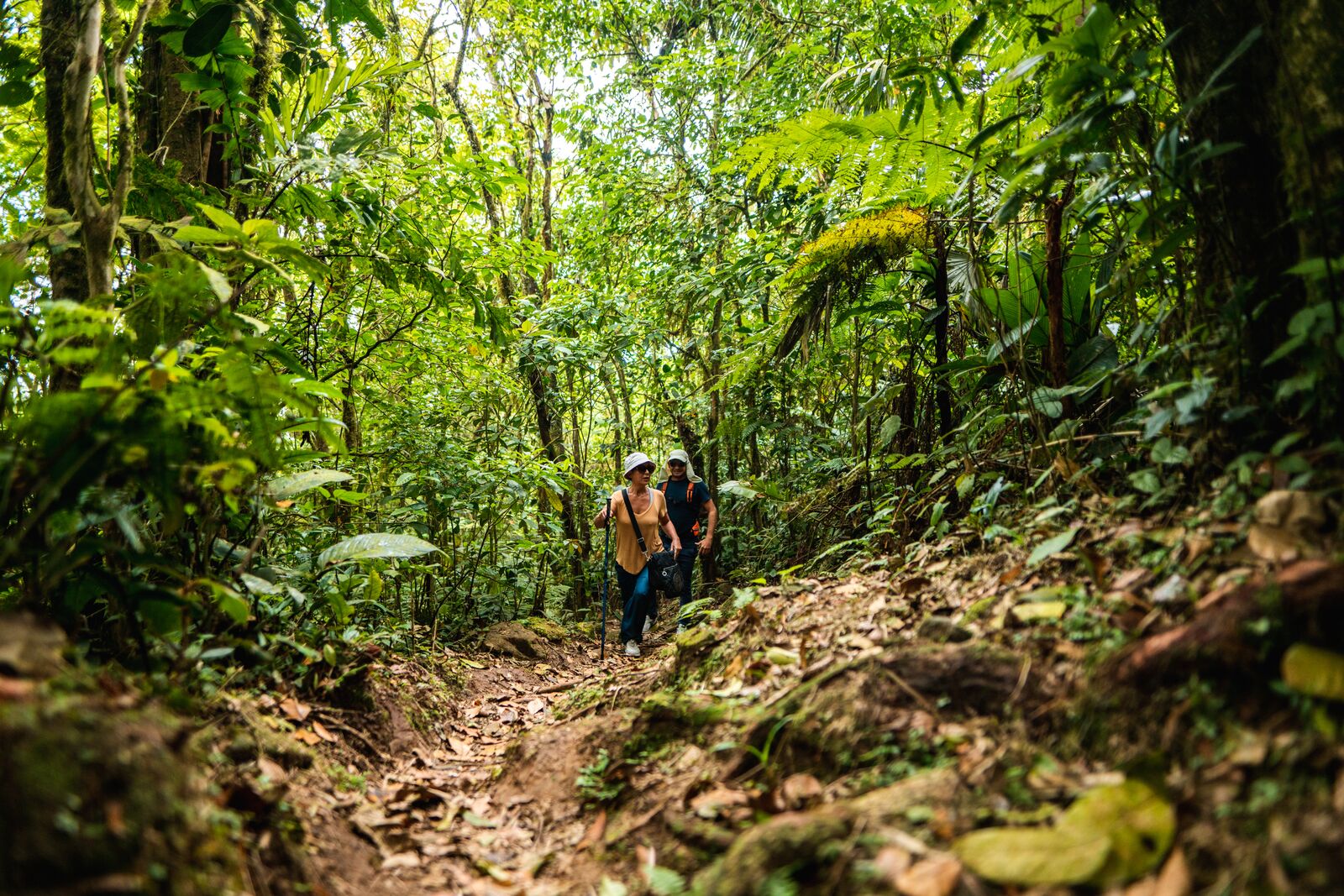 El Valle de Anton | Panamánian Golden Frogs At Nispero Zoo