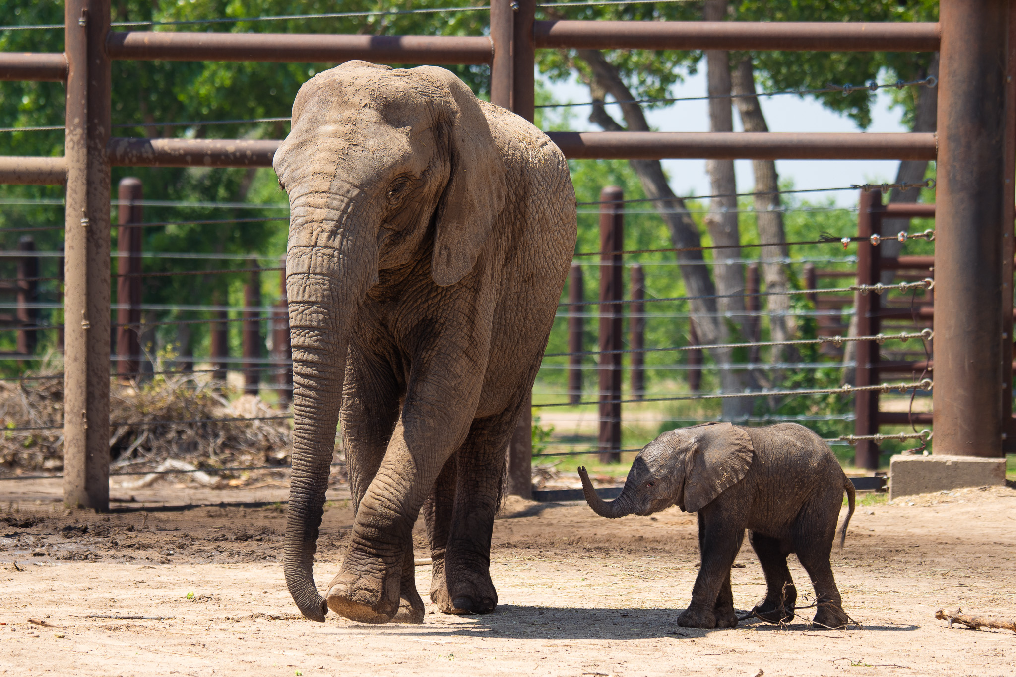 Three Elephant calves make history at Sedgwick County Zoo in Wichita