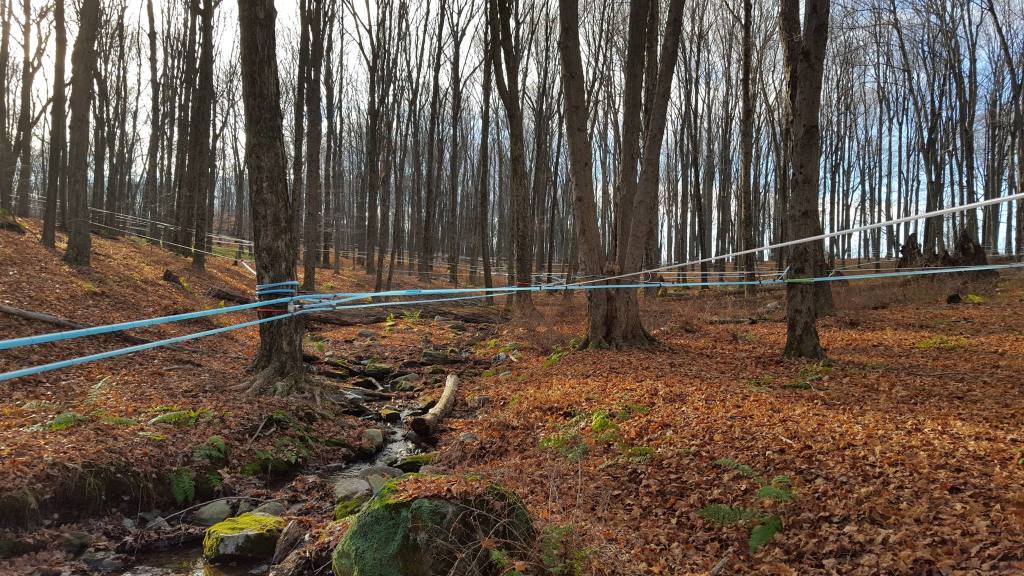 Maple Syrup Workshop at Soukup Farms