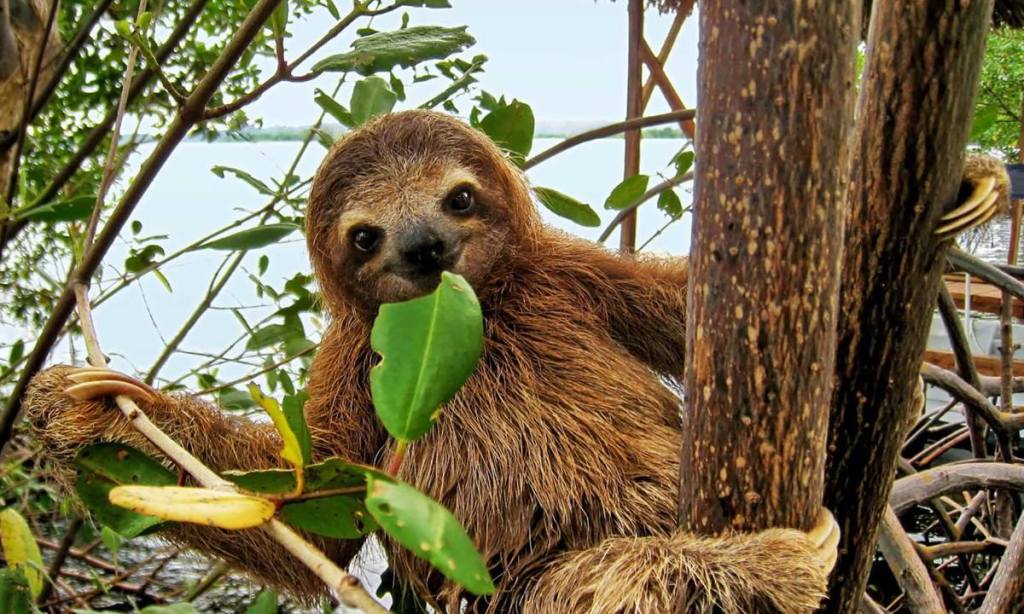 Meet a Sloth! Natural History Exhibition at Mid-Hudson Civic Center!