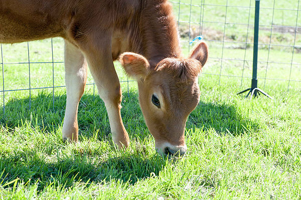 Harlem Valley Farm and Food Alliance Day - Visit Farms for Tours, Food, Drink and More!