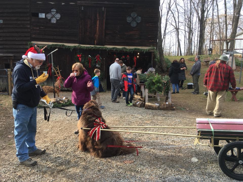 Saltsman Tree Farm Welcomes Bear Mountain Newfoundland Dog Club for Christmas Tree Pull Event!