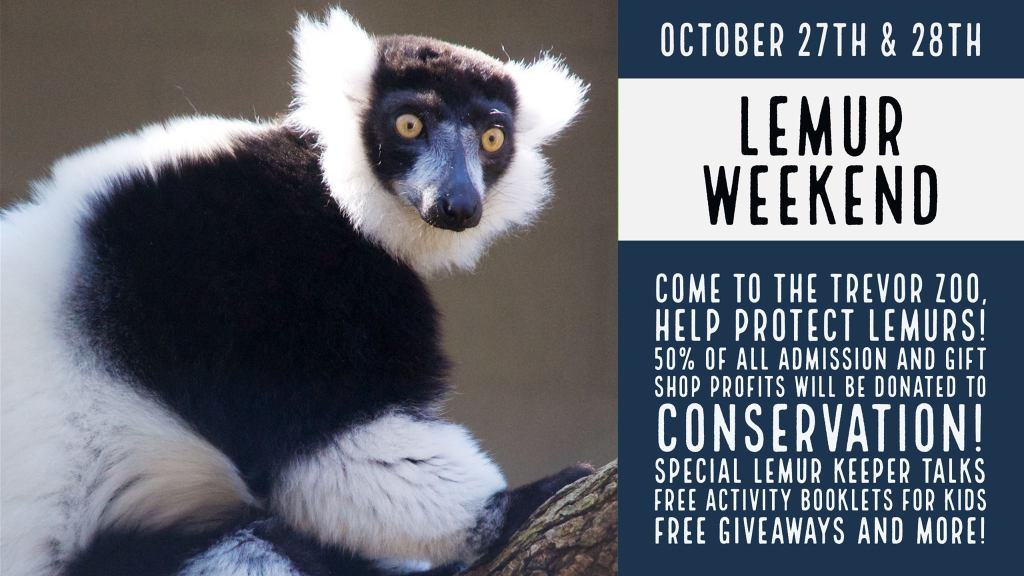 Lemur Weekend at the Trevor Zoo Millbrook
