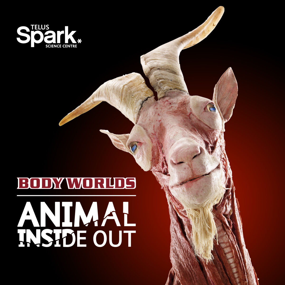 BODY WORLDS: ANIMAL INSIDE OUT