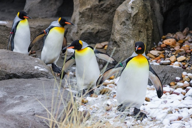 Calgary Zoo - King Penguin Walk
