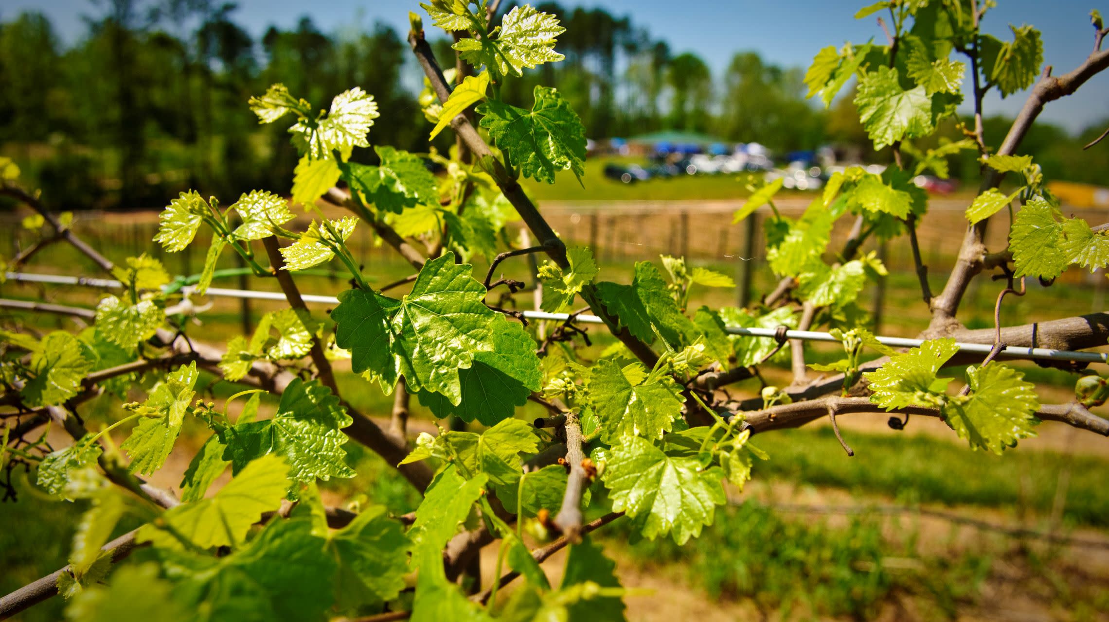 grape vines in vineyard