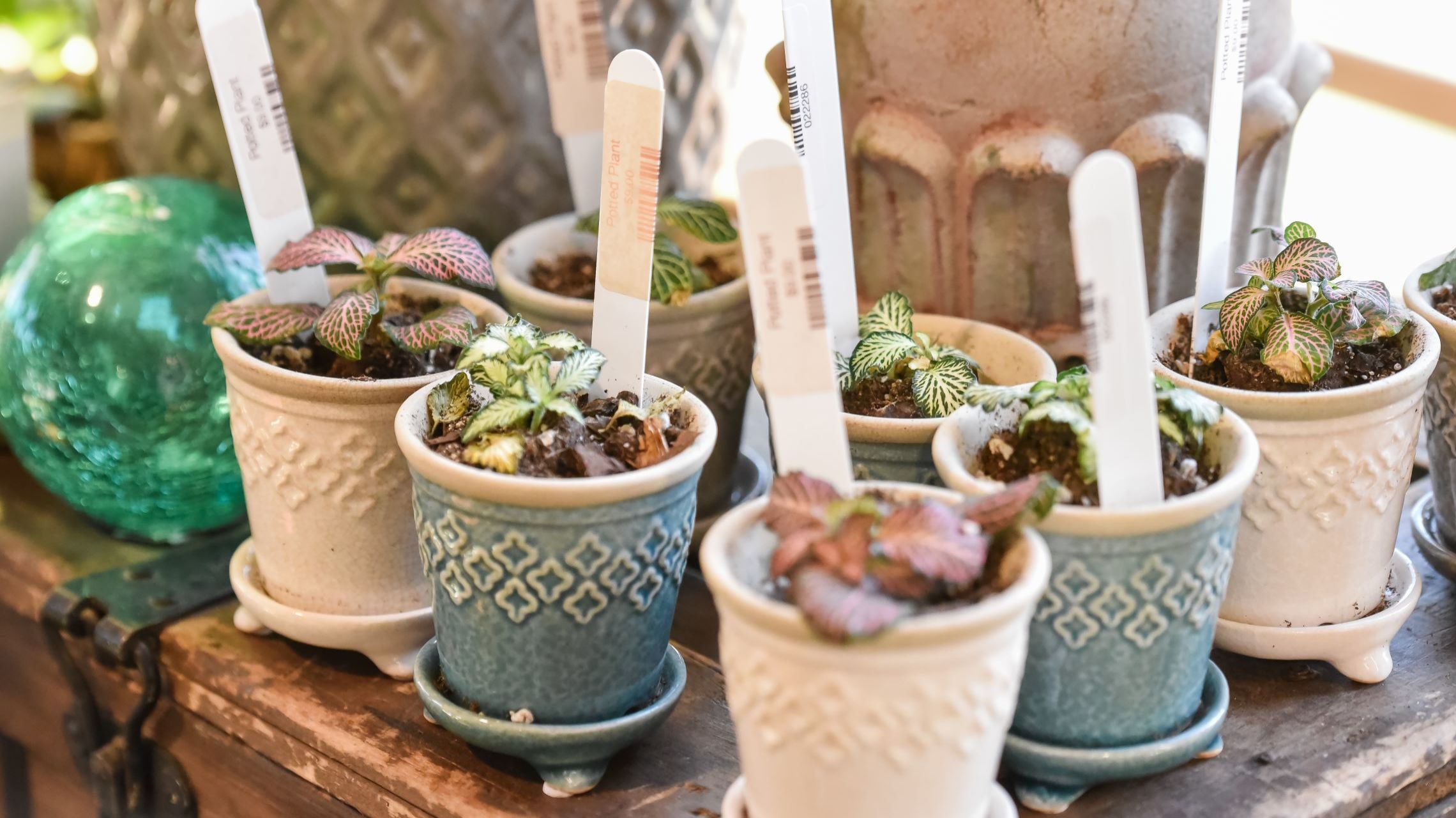 small potted house plants for sale