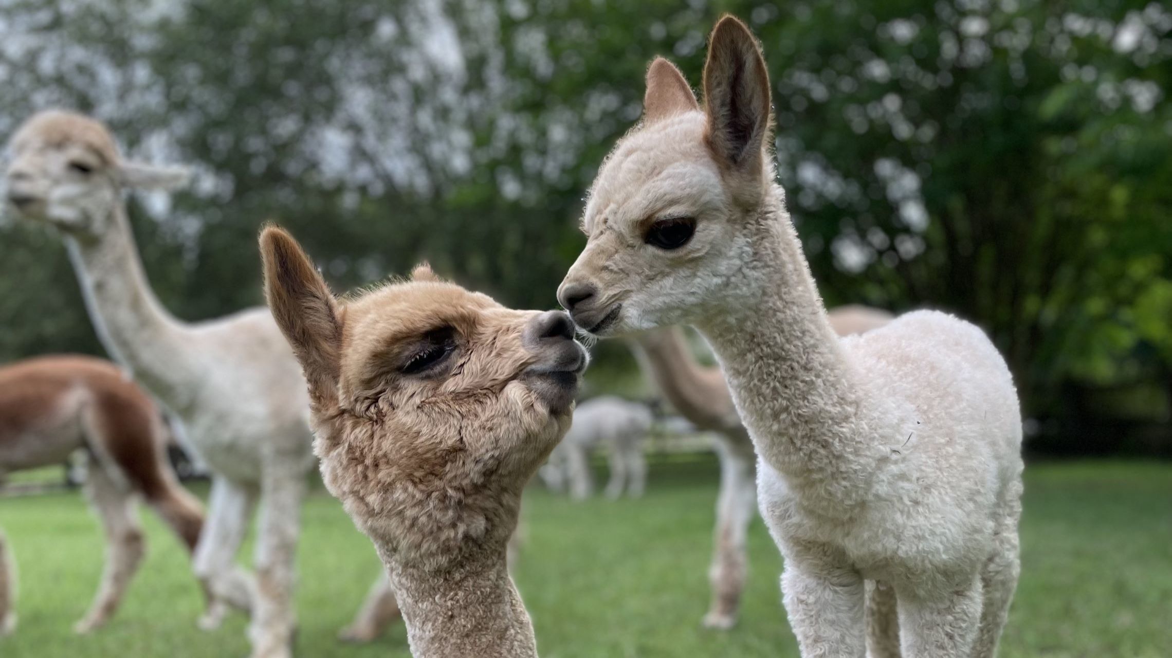 two small alpacas nose to nose