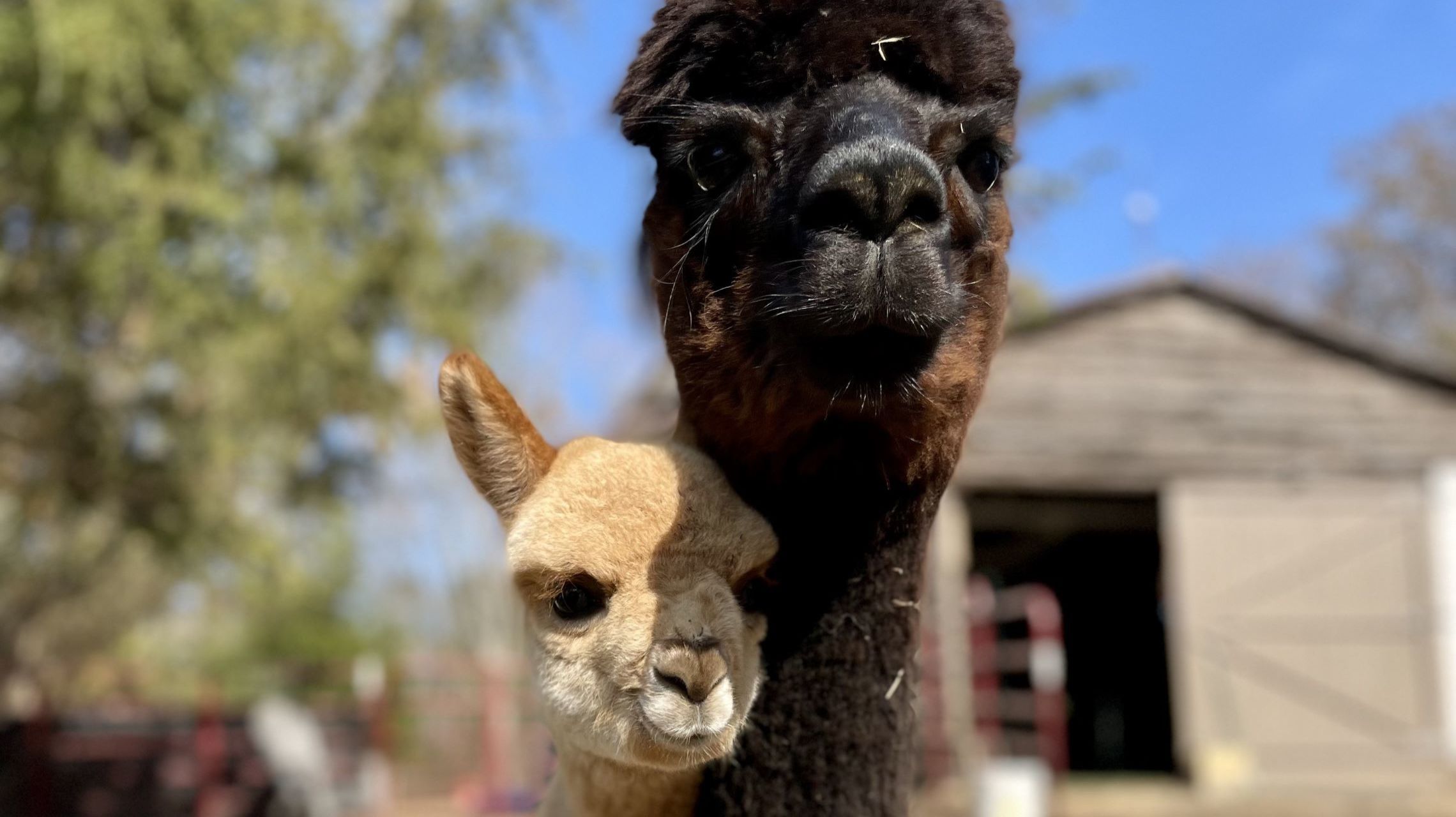 a baby and adult alpaca