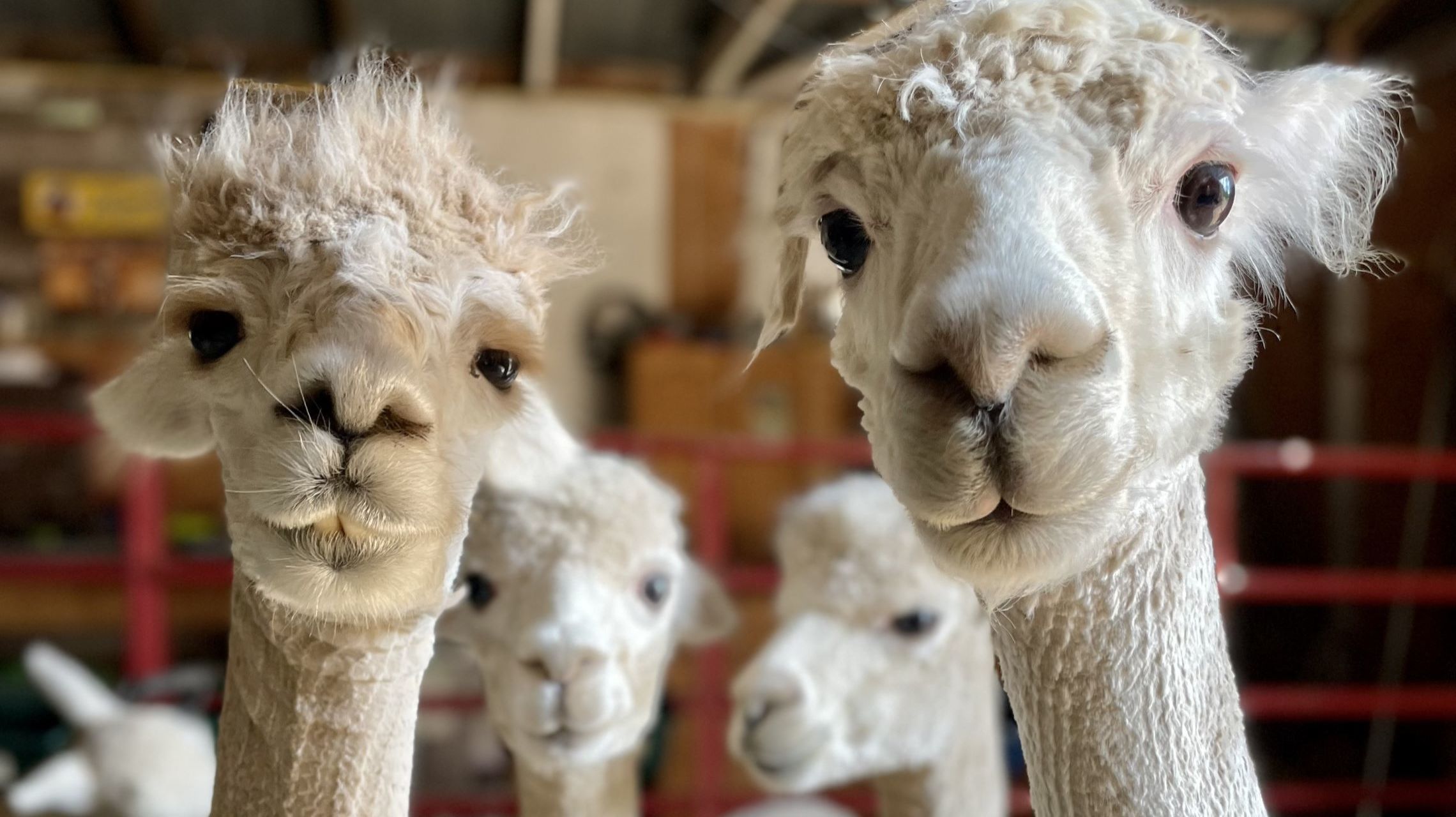 a group of four alpacas