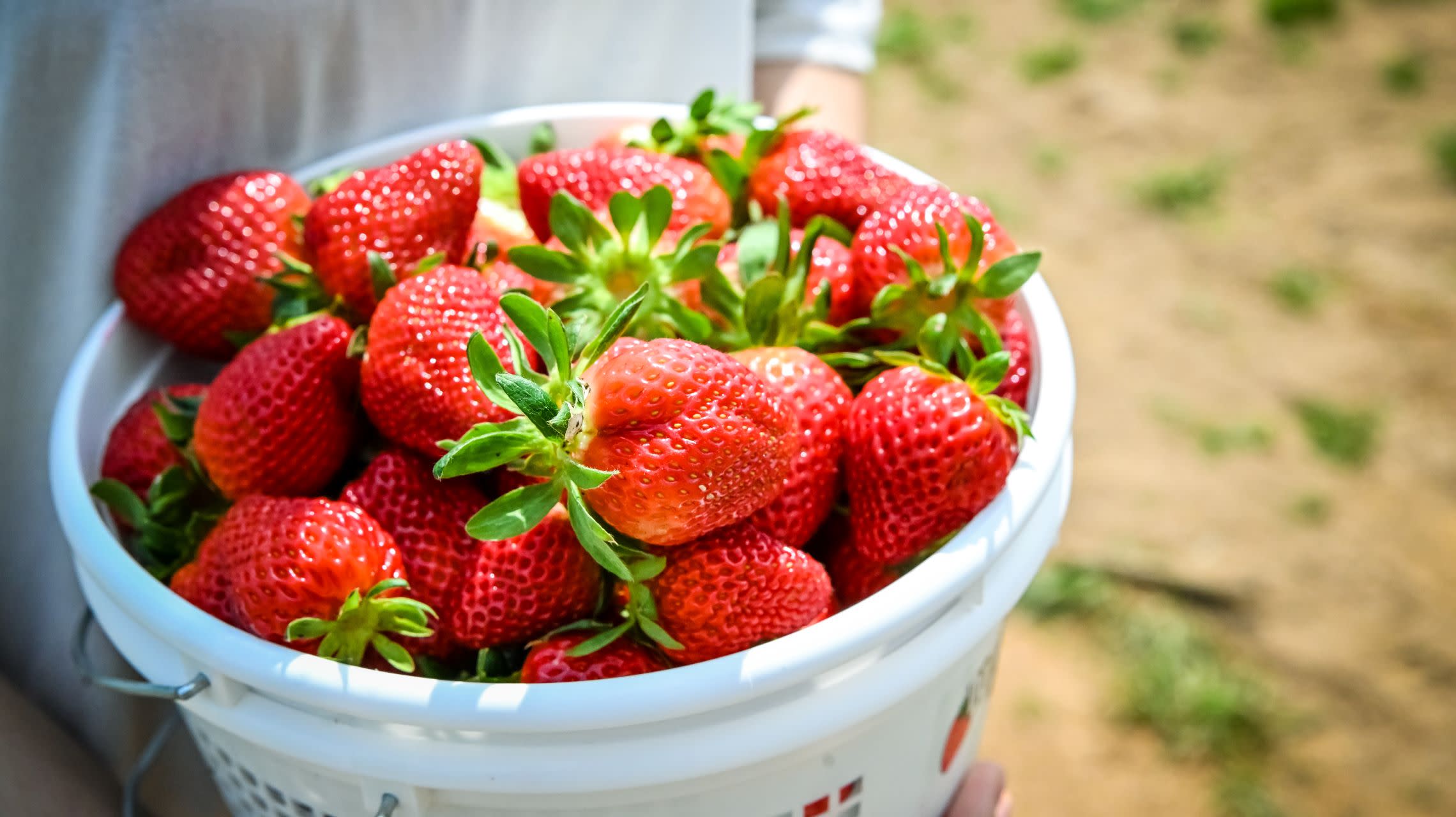 bucket of strawberries